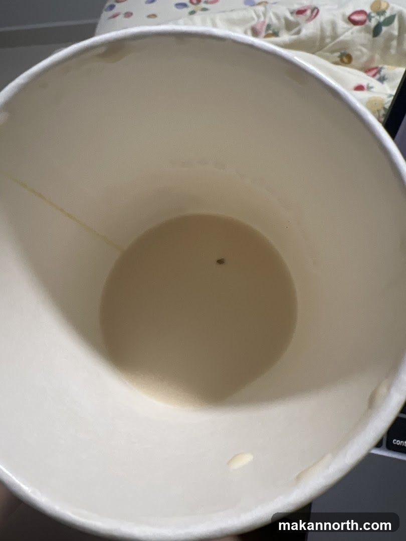 Inside of a paper cup with a small insect