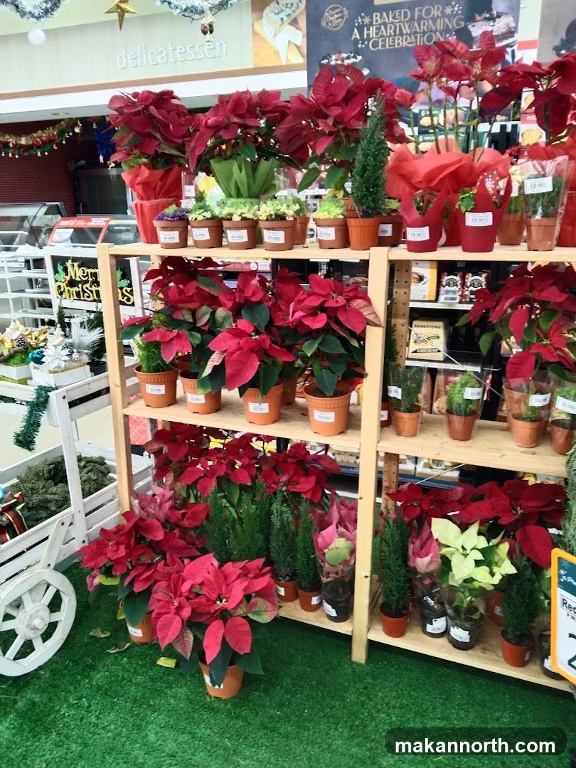 Christmas Poinsettias and Plants