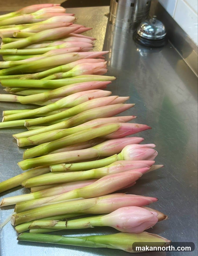 Etlingera elatior buds