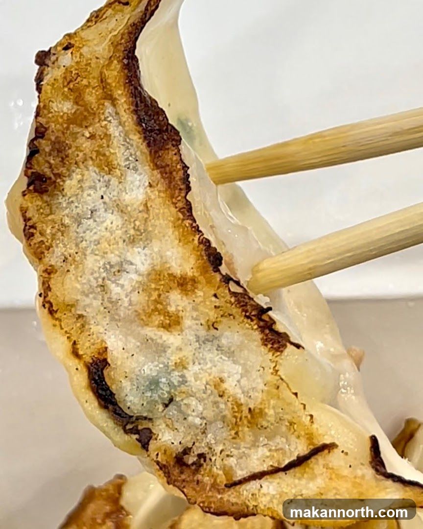 Gyoza being held by chopsticks