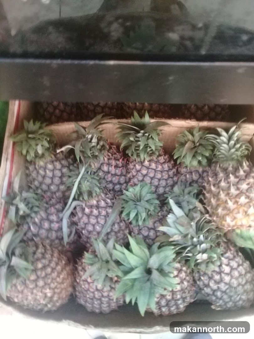 Pineapples