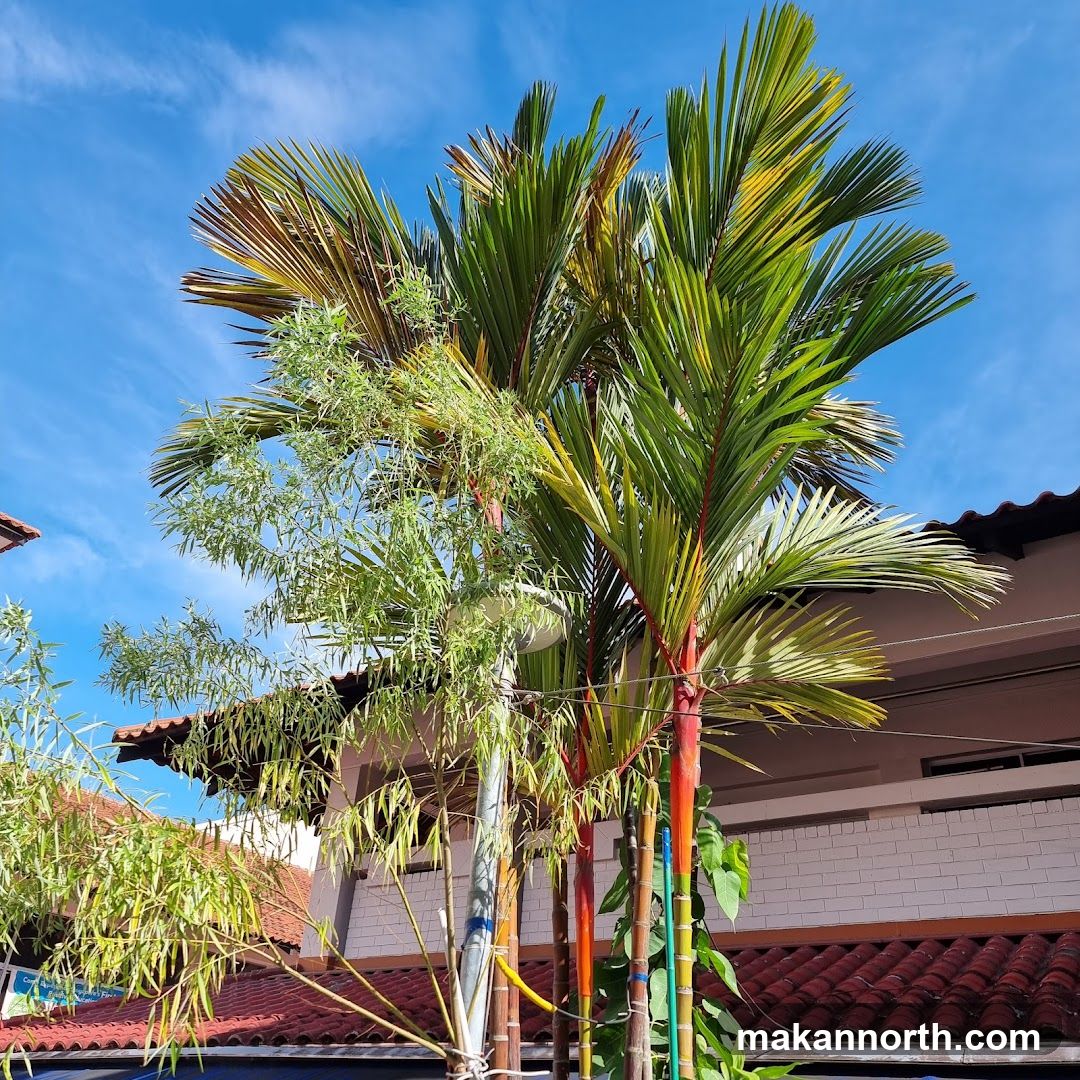 Palm Trees and Bamboo